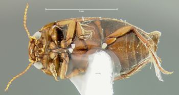 Media type: image;   Entomology 32560 Aspect: habitus ventral view